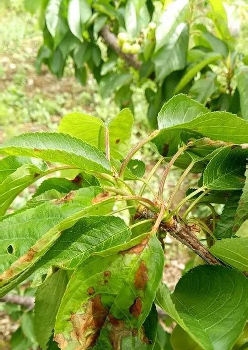 一帆风顺褐斑病——如何预防和治疗（从症状到治疗，全面解读褐斑病的防治之道）