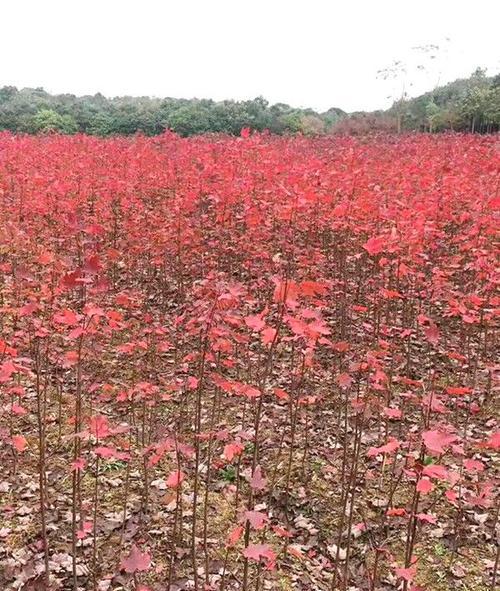 红枫树苗的种植全程（从栽种到成长，让红枫树在你家园里绽放）