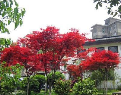 红枫树苗的种植全程（从栽种到成长，让红枫树在你家园里绽放）