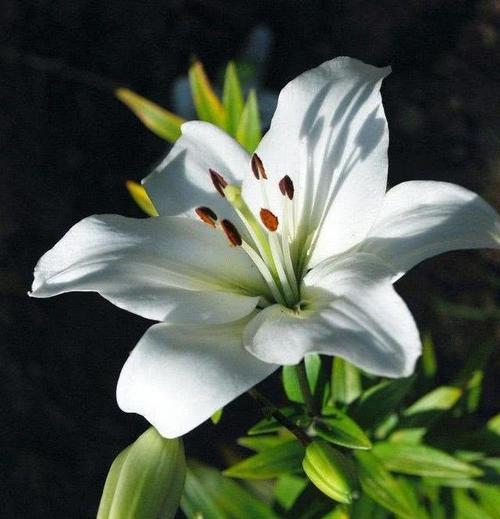 白百合花的深刻寓意（解读白百合花的象征意义和文化背景）