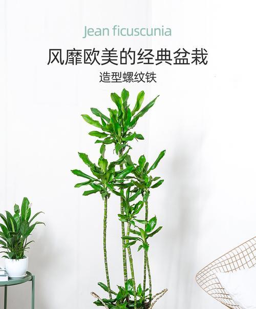 如何养护螺纹铁盆栽（打造健康多肉植物，）