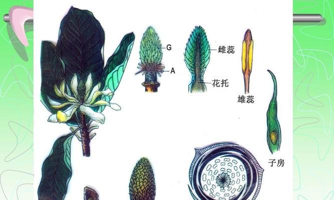 裸子植物和被子植物的区别（一探植物界的奥秘）