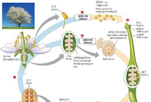 裸子植物和被子植物的区别（一探植物界的奥秘）