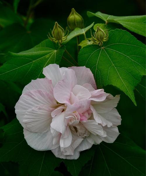 芙蓉花的浇水方法（有花蕾能否浇水？浇水频率和方法详解）