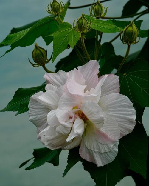 芙蓉花的浇水方法（有花蕾能否浇水？浇水频率和方法详解）