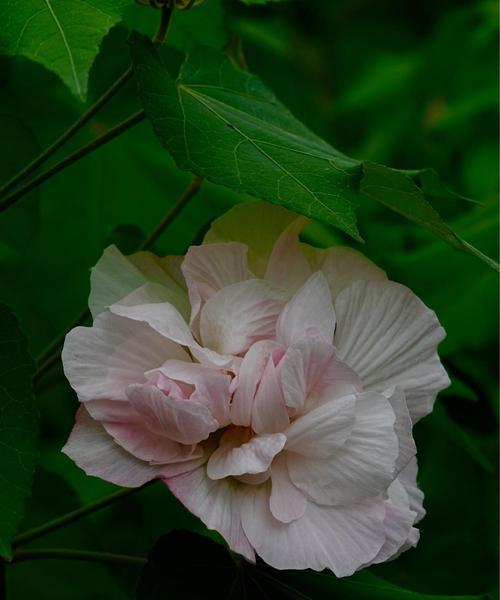 芙蓉花的浇水方法（有花蕾能否浇水？浇水频率和方法详解）