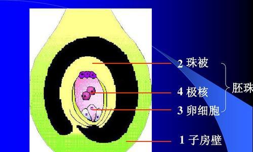 花的结构与功能（探究花的生命之美）