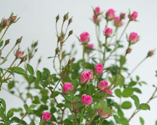 月季花的开放时间（了解月季花开放时间，赏花更加美丽）