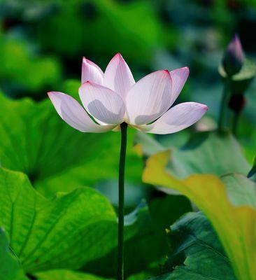 夏日花海（漫步花间，赏绚烂夏日，解读八大盛开之花）