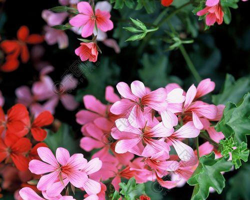 夏日花海（漫步花间，赏绚烂夏日，解读八大盛开之花）