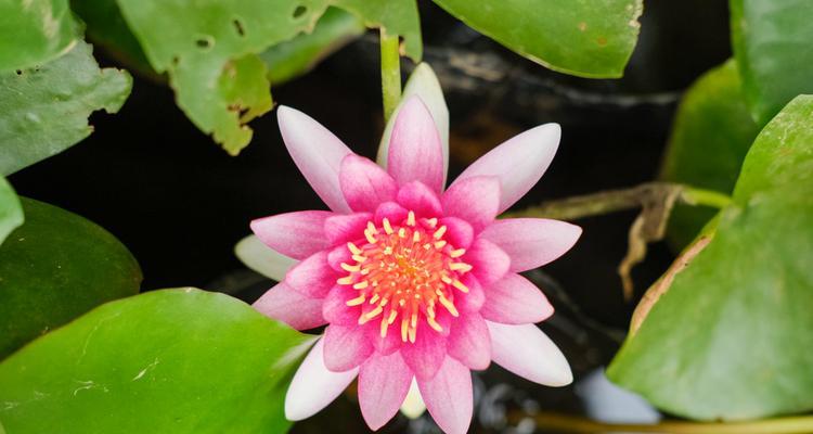 睡莲开花时间（了解睡莲花期）