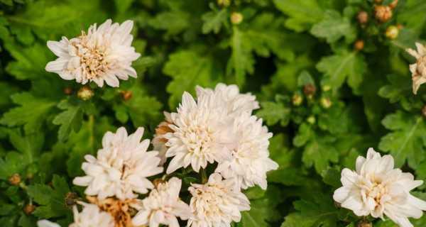 了解菊花的特点（探究菊花的特色和分类）