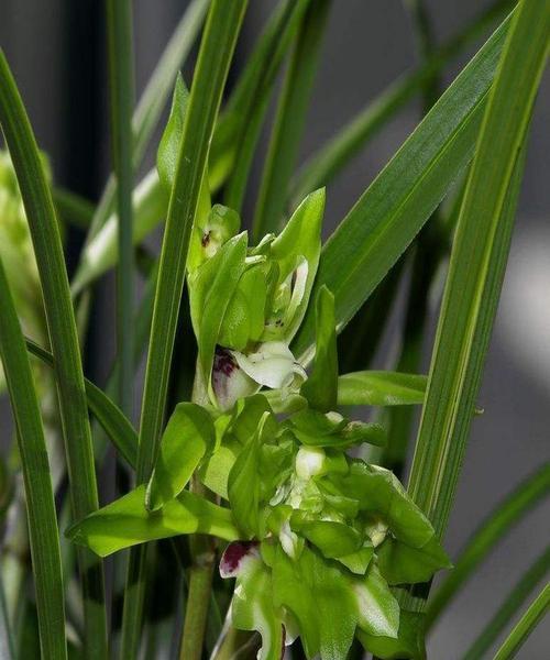 探秘兰花（了解兰花分类，从这篇文章开始）