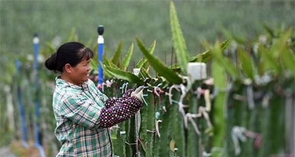 火龙果种植全指南（从什么时间种植到丰收，一篇文章告诉你）