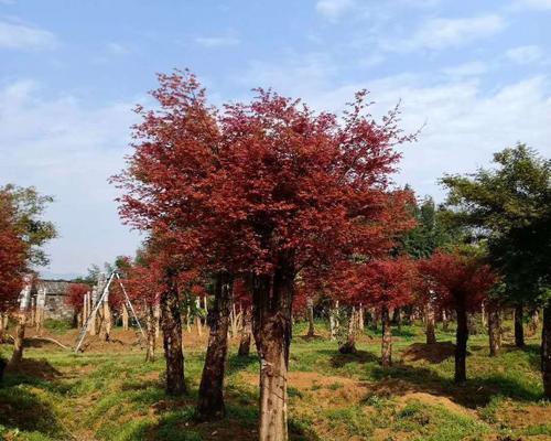 日本红枫树种植方法（从选种到养护一网打尽，让你的红枫树茁壮成长）