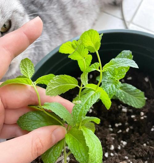 薄荷种植技巧（薄荷需要每天浇水吗？浇水的正确方法是什么？）