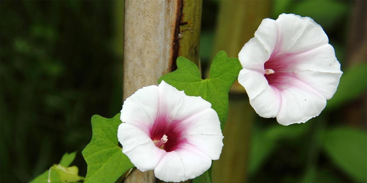 牵牛花——一朵美丽的野花（探寻牵牛花的奥秘）