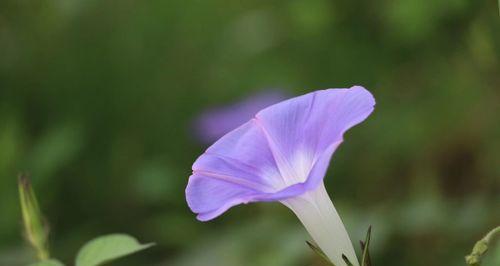 牵牛花——一朵美丽的野花（探寻牵牛花的奥秘）