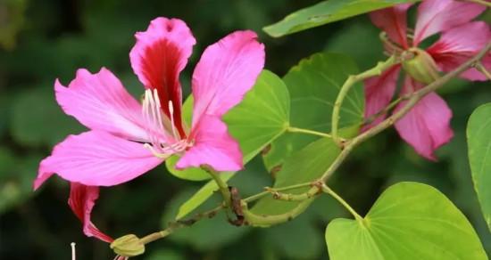 紫荆花花语及寓意（探秘紫荆花的含义和象征）