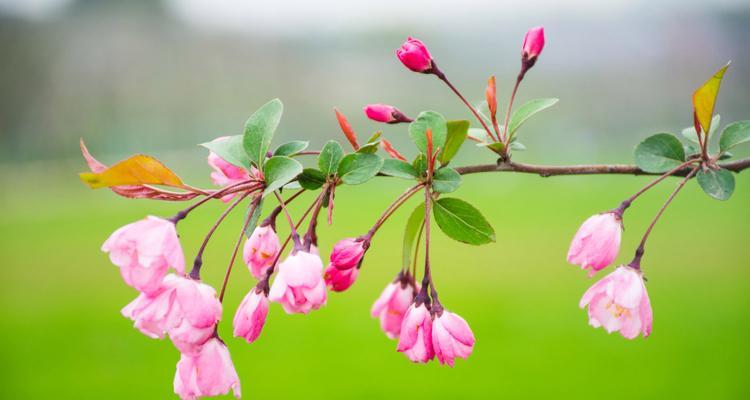 海棠花语与象征意义（古雅清香，沉静温柔，寓意深远的花朵）