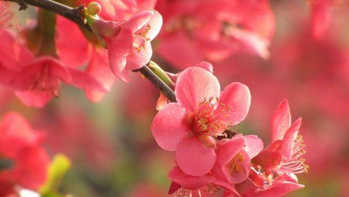 海棠花语与象征意义（古雅清香，沉静温柔，寓意深远的花朵）