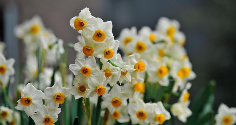 水仙百合花语（探究水仙百合的寓意与象征）