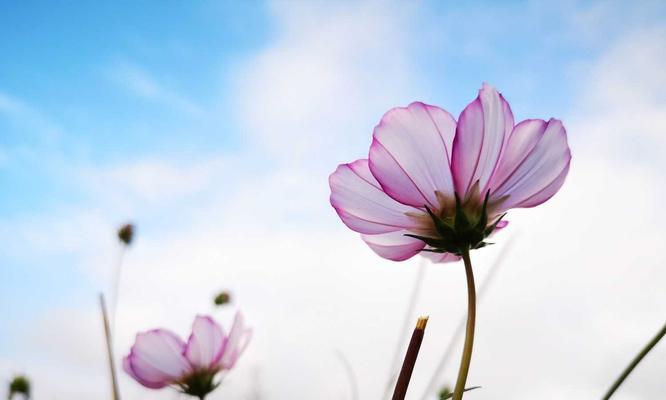 格桑花的寓意与花语（唯美的藏区之花）