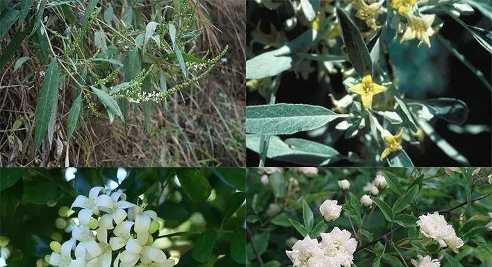 七里香花语（恋爱中的约定）