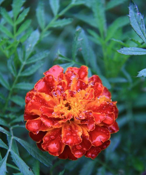 万寿菊花语，祝福长久美满（万寿菊传递着什么样的情感与祝福，让我们一起来了解吧！）