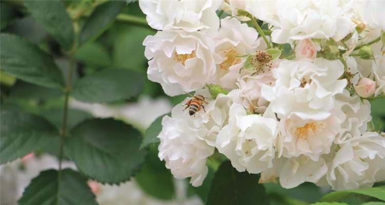 红蔷薇花语浅析（揭示情感内涵与文化象征）