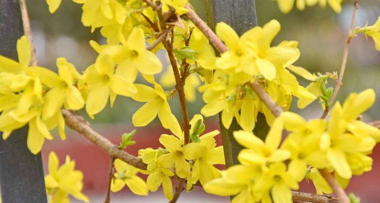 迎春花的花语剖析（传递春天喜悦的花朵——迎春花）