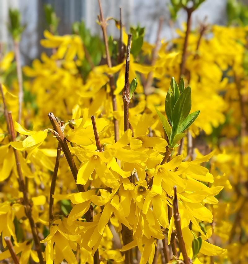 迎春花的花语剖析（传递春天喜悦的花朵——迎春花）