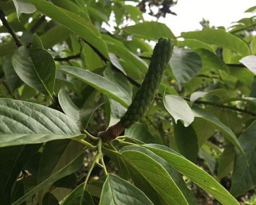 深山含笑花的花语（深入解析这朵花所传递的美好寓意）