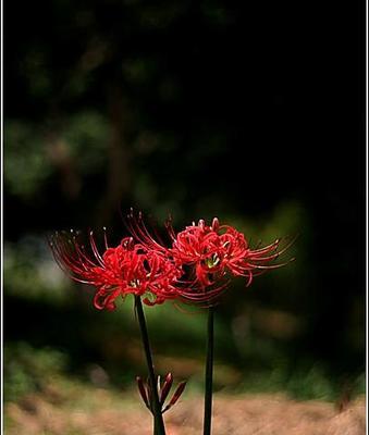 黑色彼岸花的美丽与寓意（探寻黑色彼岸花的花语和魅力）