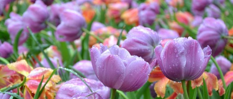 紫色郁金香花语与寓意（品味浪漫与神秘）