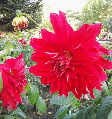 四季芳香，古韵唐菖蒲（四大切花唐菖蒲的花语及文化内涵）