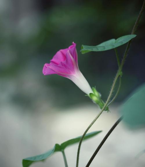 牵牛花的花语及寓意解读（解密牵牛花在不同文化背景下的象征含义）