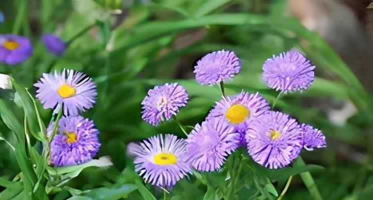 花语代表友情（传递爱与感恩，用花语表达友情）