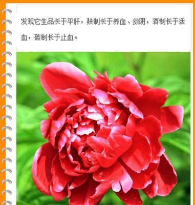 芍药花的花语与象征意义（传递爱情、美丽与幸福）