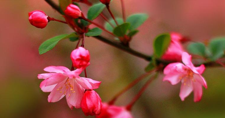 海棠花爱情的含义（探究海棠花对爱情的象征意义）