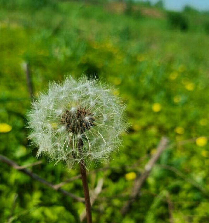 蒲公英的花语与寓意（从“自由、希望、爱情”三个方面解读蒲公英的象征意义）