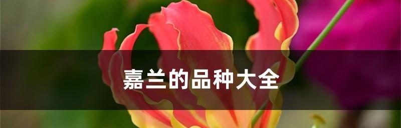 揭秘嘉兰花语（花开花谢，寄托心愿的代表）