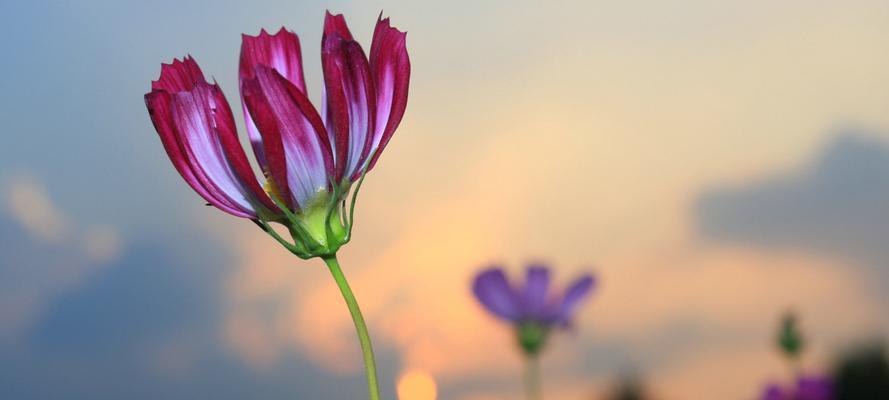 倾听花语，最唯美的是……（探寻花语中的爱、美、希望和勇气）