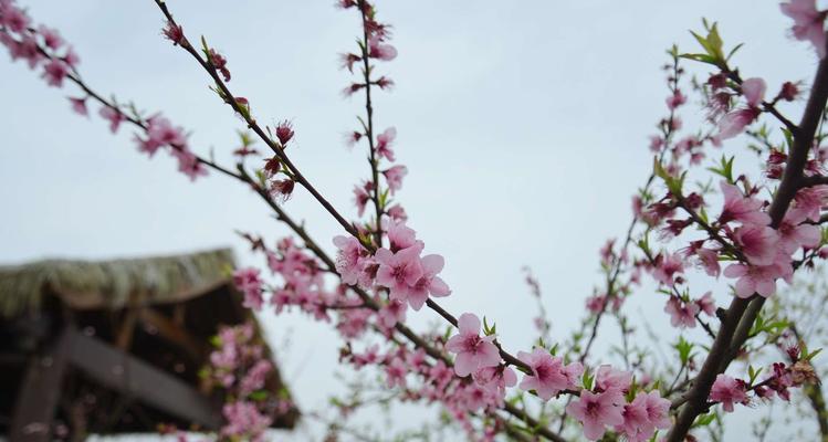 探秘桃花花语（桃花的含义、传说、象征与应用）