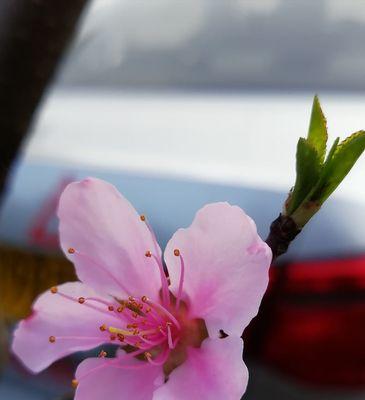 探秘桃花花语（桃花的含义、传说、象征与应用）