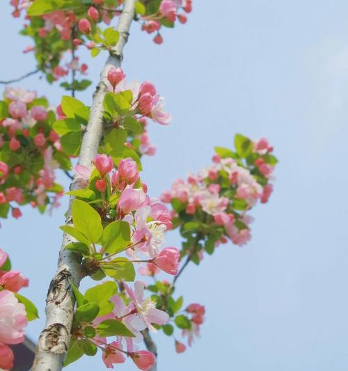 海棠花花语解读（浓情蜜意的爱情与思乡之情）