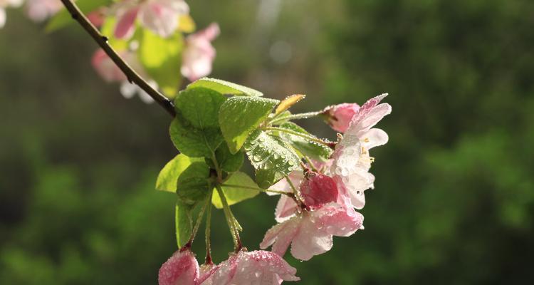 海棠花花语解读（浓情蜜意的爱情与思乡之情）