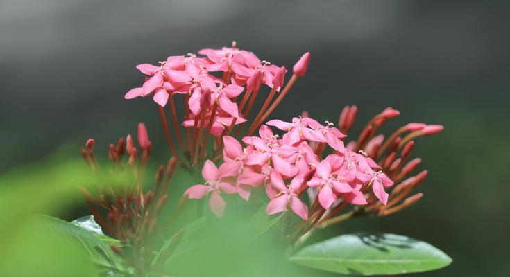 揭开龙船花语的神秘面纱（解析龙船花的意义与象征，深入探索其文化内涵）