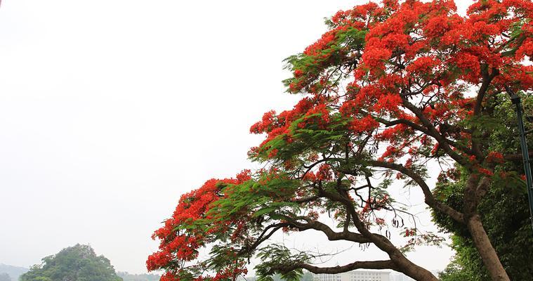 凤凰花的花语及寓意（探究凤凰花的美丽与内涵）