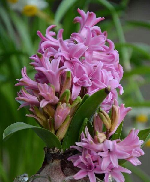 探秘粉色风信子的花语（传达甜蜜、温暖与喜悦之情）